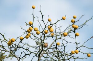 乾燥肌の男性に最適なインナー素材とは？