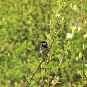 乳首透け防止に最適な男性インナーはどれ？