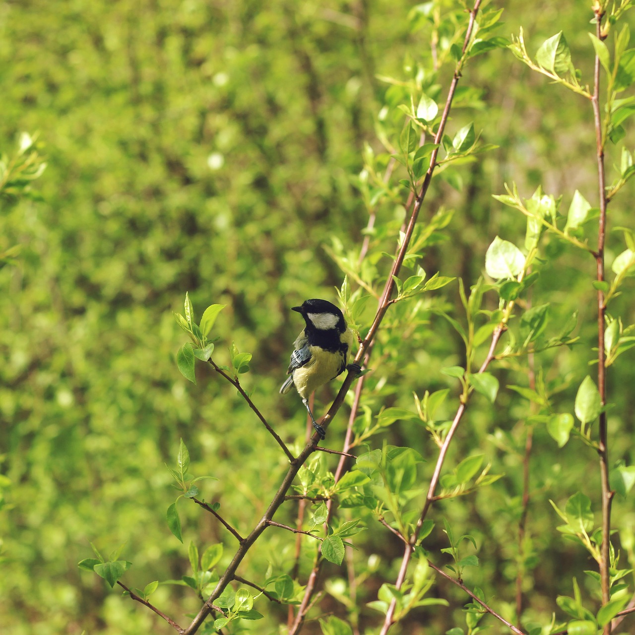 乳首透け防止に最適な男性インナーはどれ？