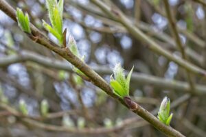 インナーが透ける原因はメンズファッションにどのように影響するのか？